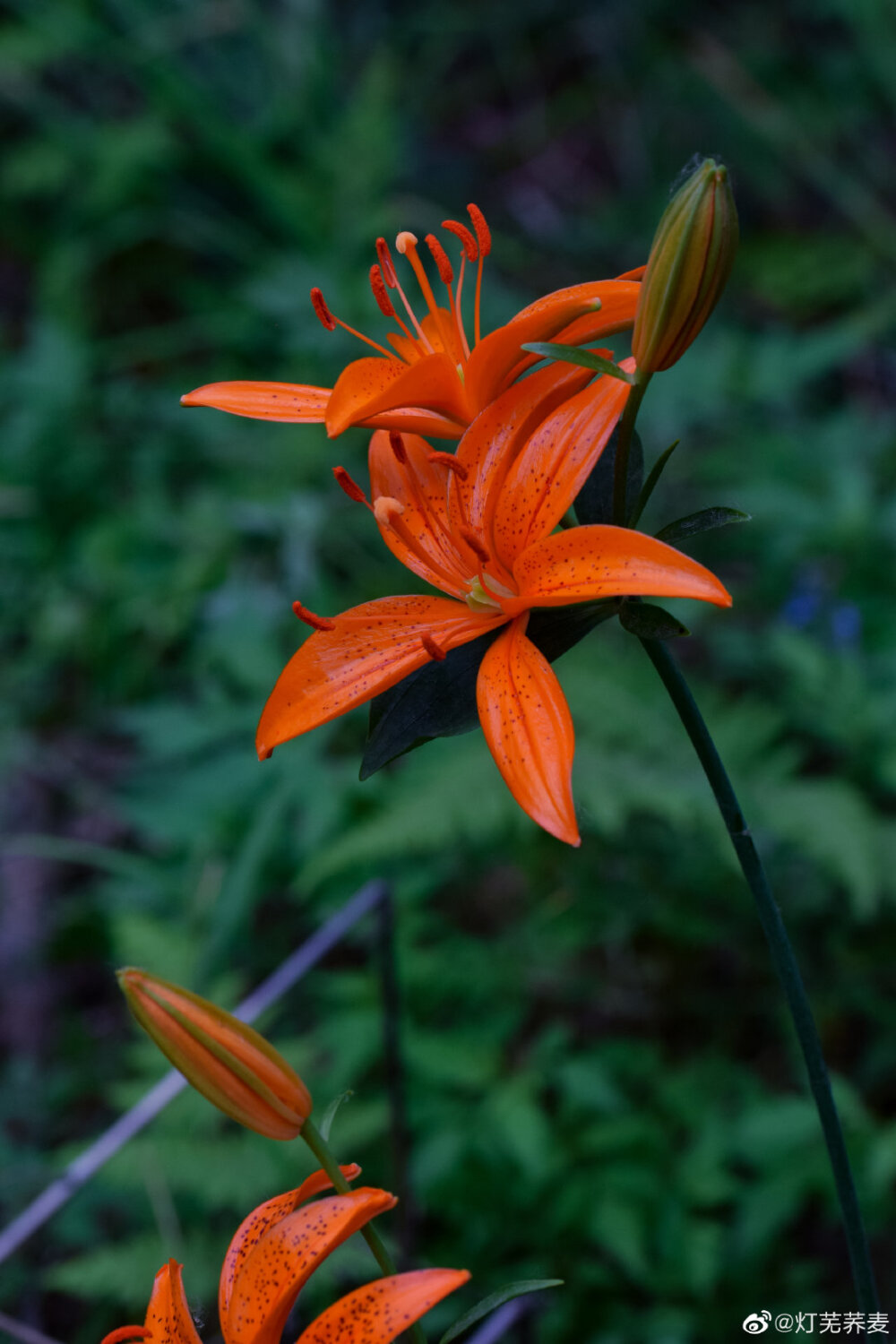 百合花