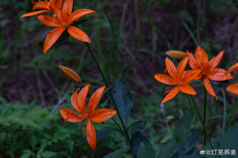 百合花