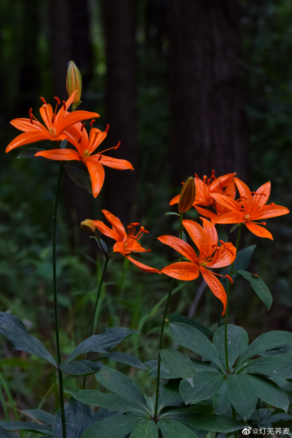 百合花