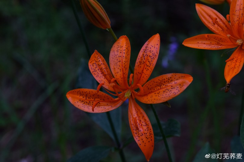 百合花