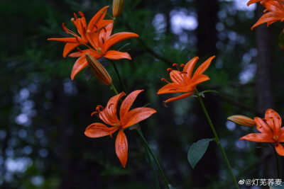 百合花