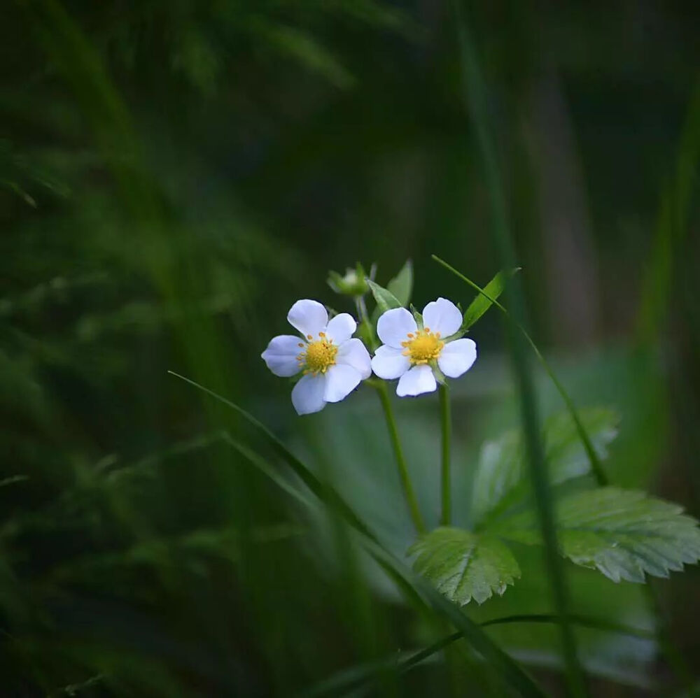 草莓花