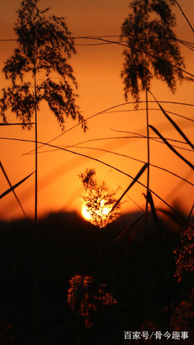 夕阳 芦苇