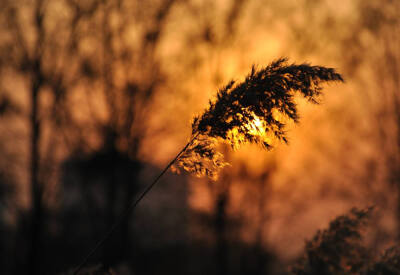 夕阳 芦苇