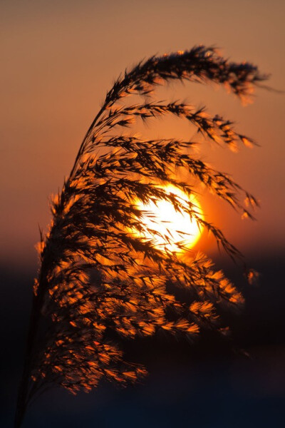 夕阳 芦苇