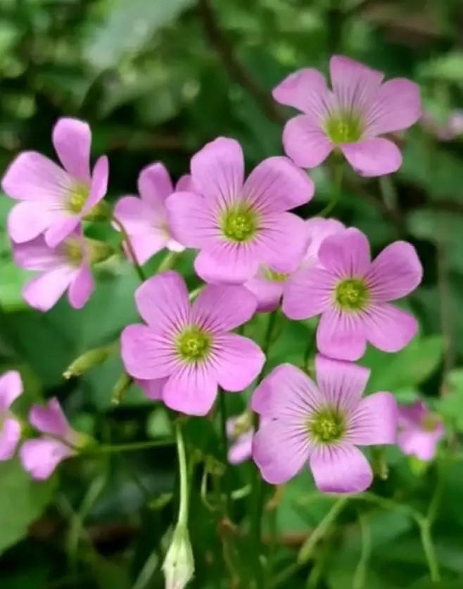 红花酢浆草