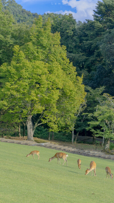 /春霞
/壁纸/背景图/绿色