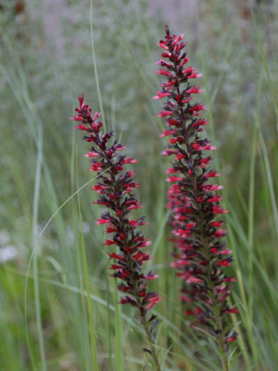 蓝蓟属Echium russicum