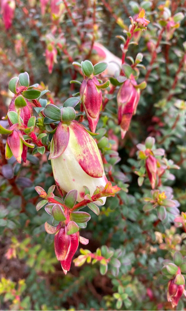 长柱蜡花属Darwinia macrostegia