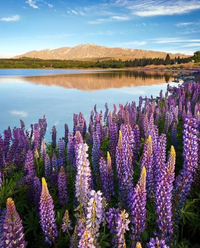 新西兰 Lake Tekapo 鲁冰花 