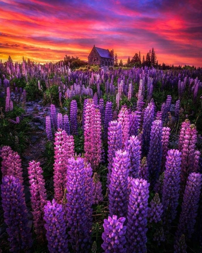 新西兰 Lake Tekapo 鲁冰花 