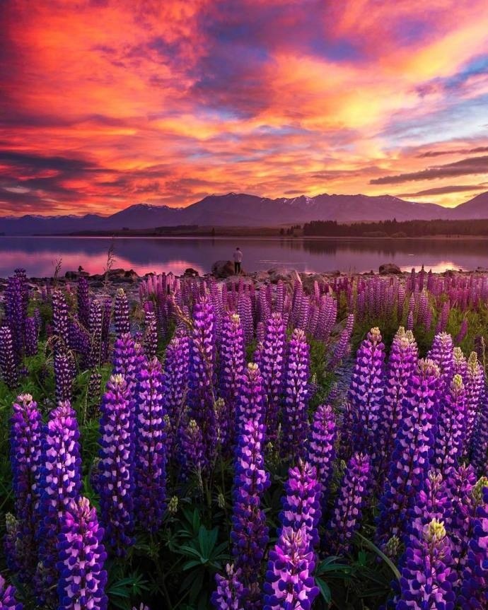 新西兰 Lake Tekapo 鲁冰花 