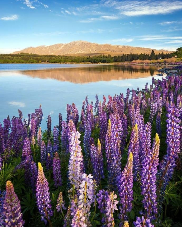 新西兰 Lake Tekapo 鲁冰花 