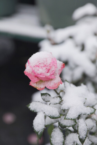 下雪了