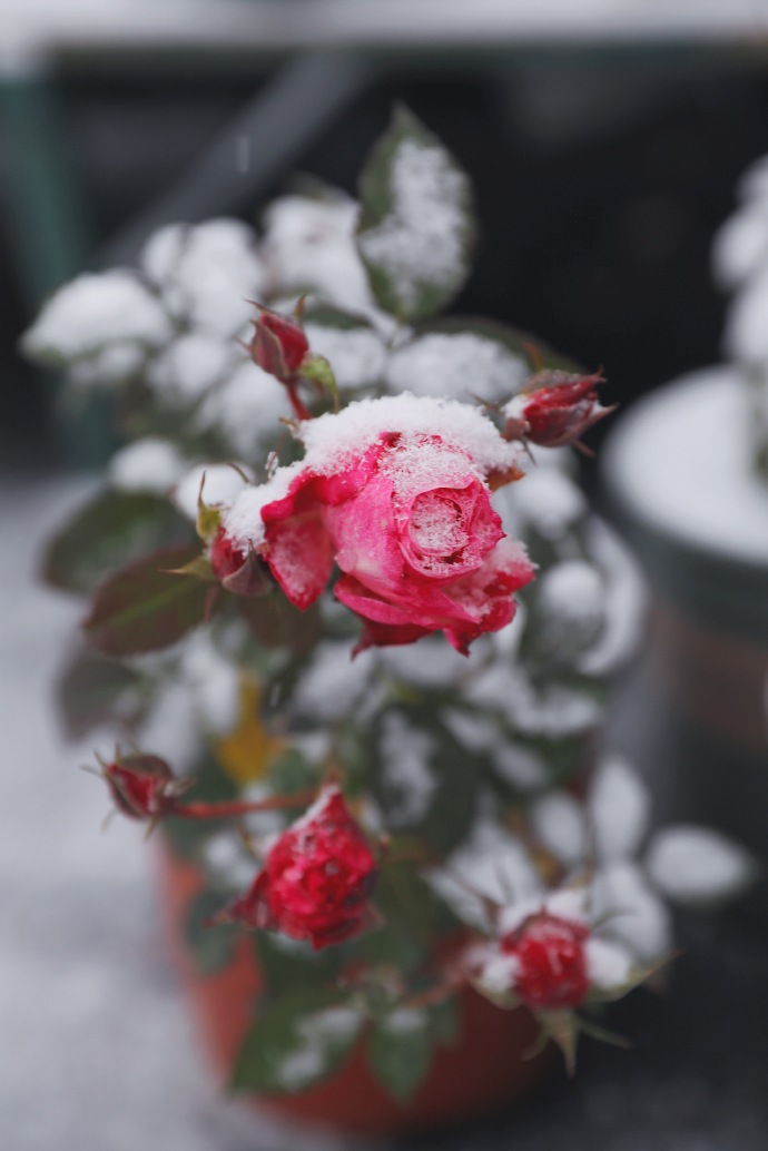 下雪了