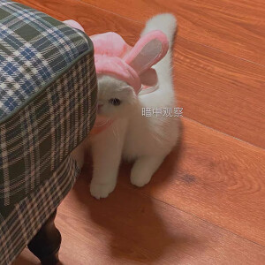 *ଘ(♡̷⸝⸝•༝•⸝⸝)੭̸✩‧超可爱猫咪表情包