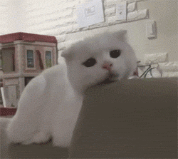 猫咪表情包 gif委屈的看着你