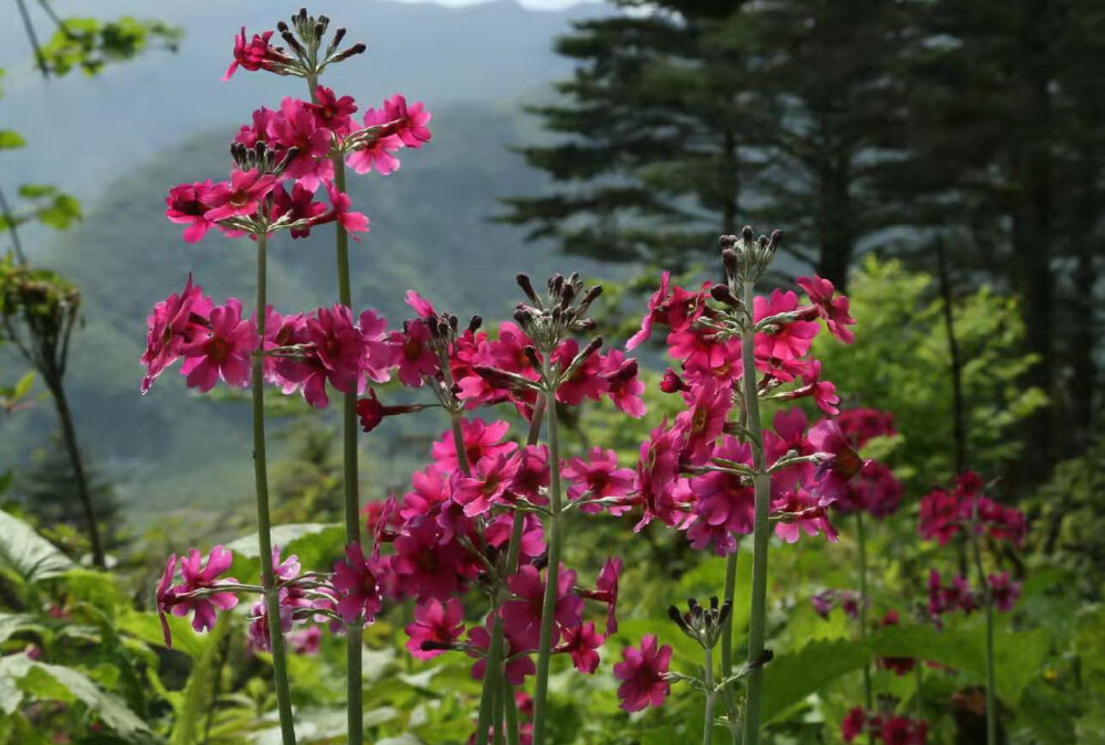 粉背灯台报春 Primula pulverulenta