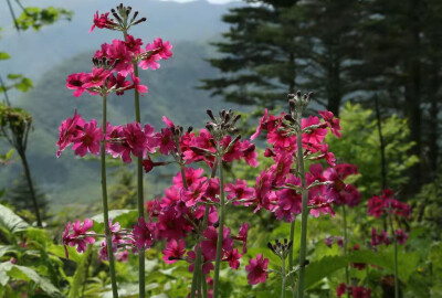 粉背燈臺(tái)報(bào)春 Primula pulverulenta