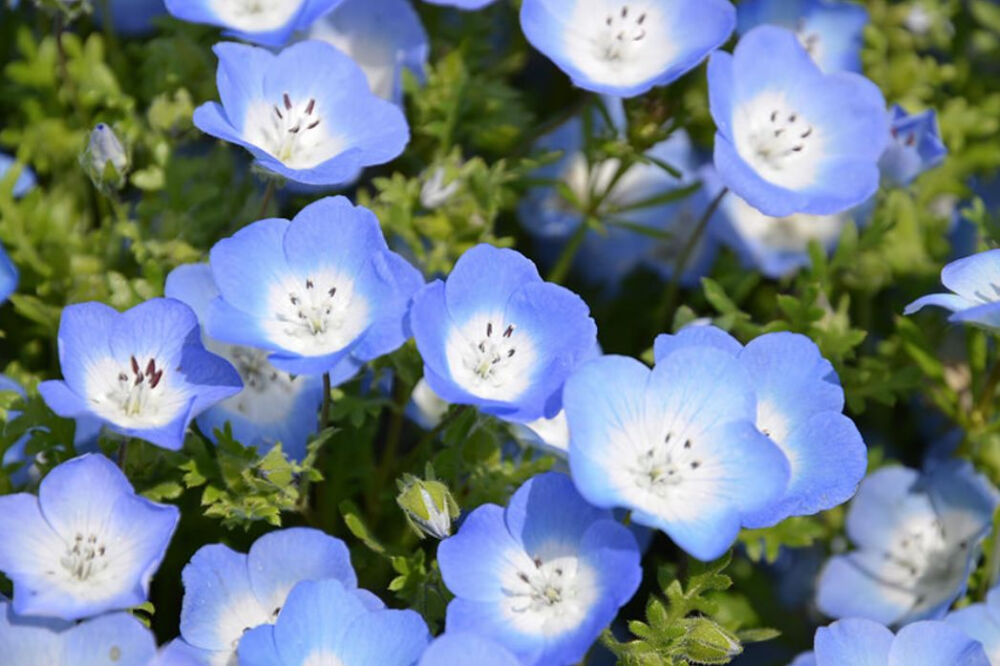 喜林草又名「粉蝶花」，英文名叫「baby-blue-eyes」