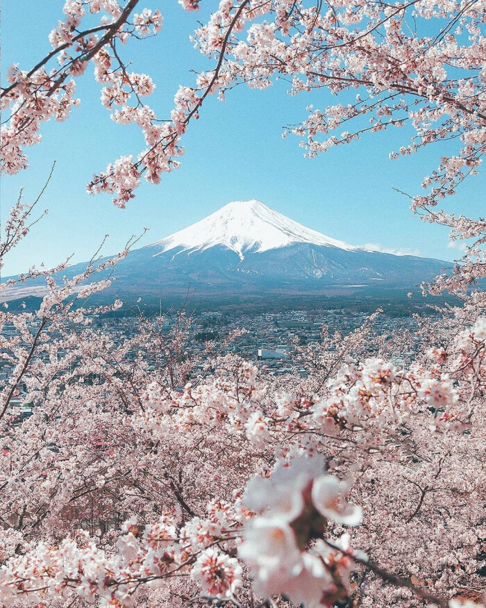 樱花背景