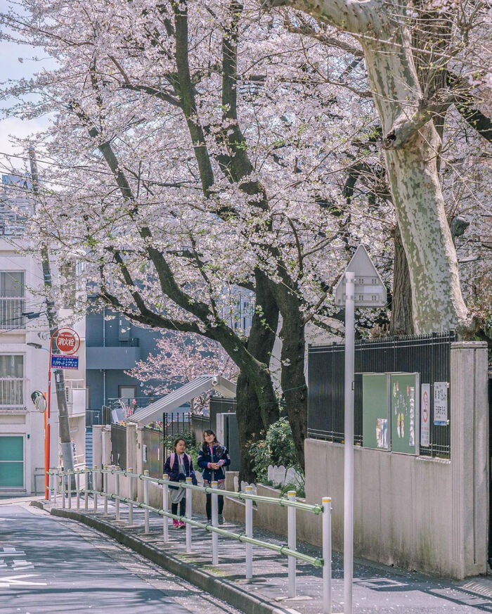 樱花背景