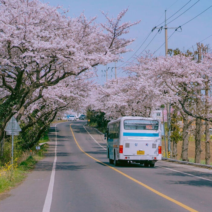 樱花背景