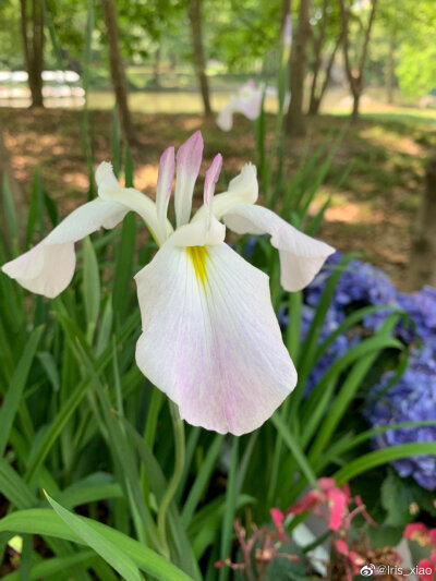 鸢尾花