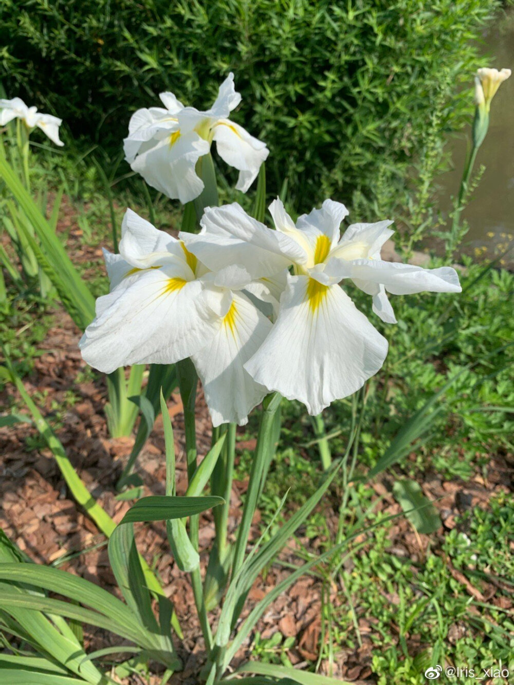 鸢尾花