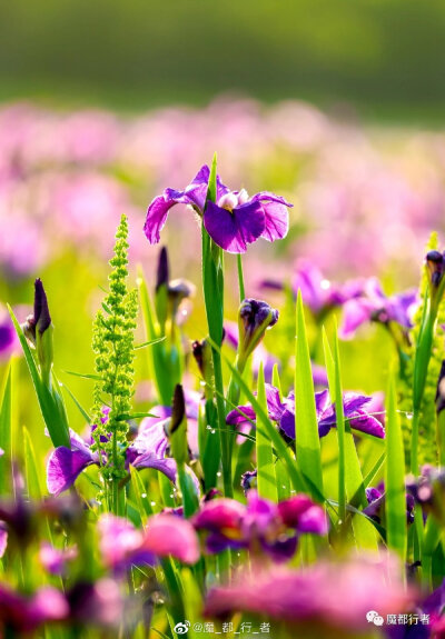 鸢尾花