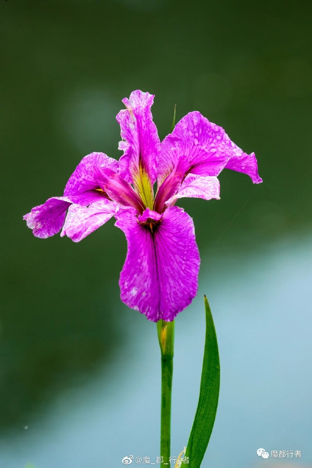 鸢尾花