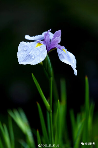 鸢尾花