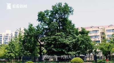 上海市区唯一存活至今的一棵千年古银杏树，在当地被尊称为“树公公”。