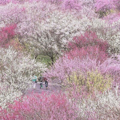 日本梅林公园