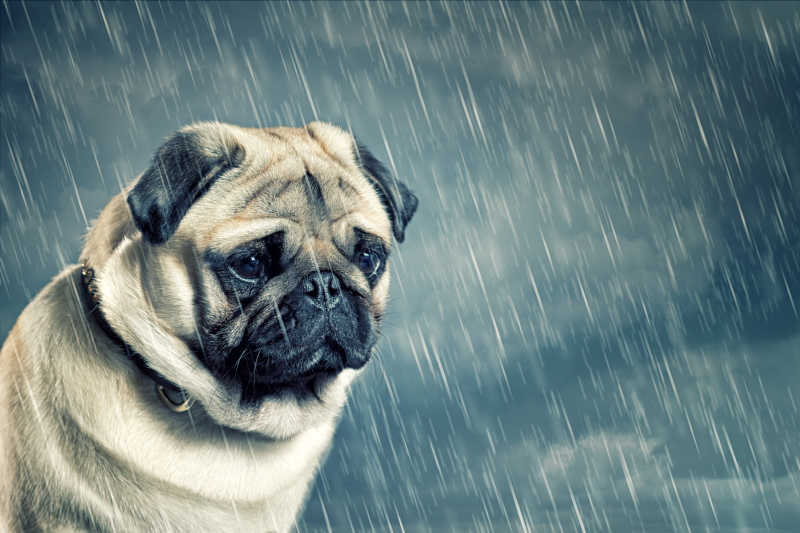 下雨天气与雨伞2-macw图库素材
超清原图下载：https://sc.macw.com/atlas/2878_1.html
下雨是一种自然景象，是地球上的水受到太阳光的照射后，就变成水蒸气被蒸发到空气中去了。水汽在高空遇到冷空气便凝聚成小水滴。这些小水滴都很小，直径只有0.01～0.02毫米，更多超清图片下载欢迎到macw.com！