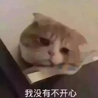 猫猫表情包 斗图 沙雕卖萌必备 我没有不开心。