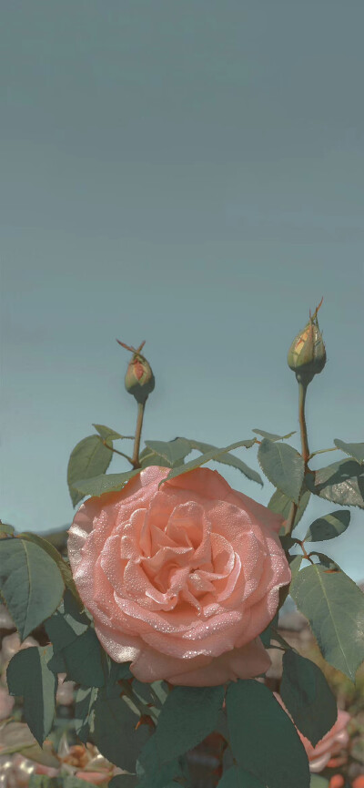 花朵
玫瑰
壁纸
朋友圈背景
图源水印，侵权删
