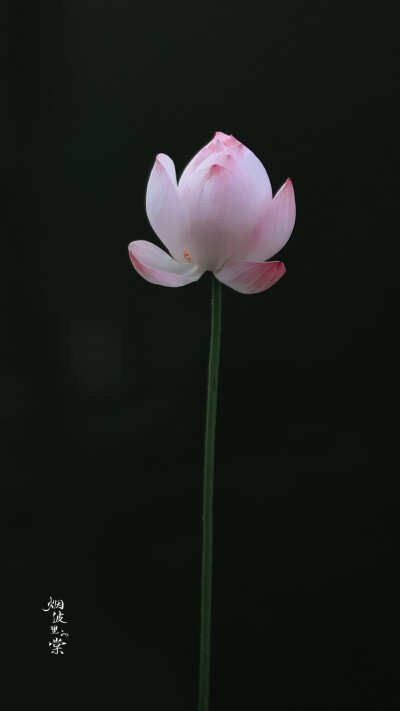 临水照花，却是水中月镜中花。 ​
摄影烟波里的棠