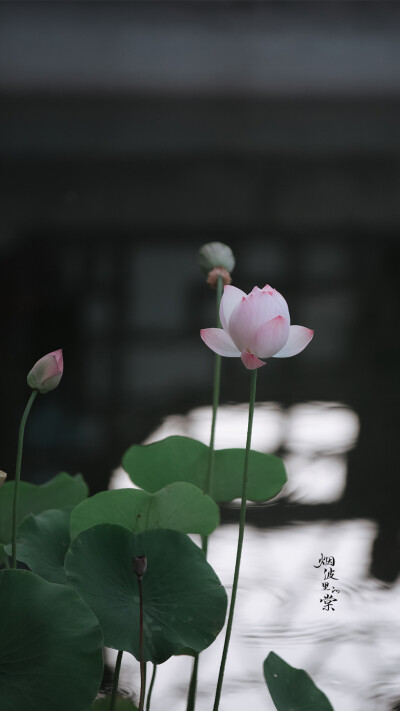 临水照花，却是水中月镜中花。 ​
摄影烟波里的棠