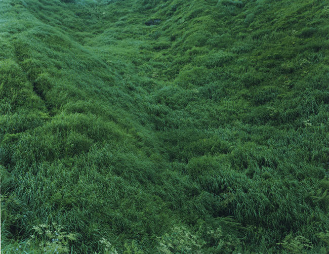 树林壁纸
森林
