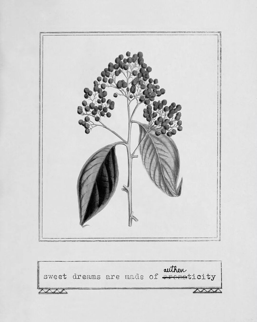 巴西艺术家Verena Smit则用古老的植物图谱和诗歌诠释了这款香水的成分。
