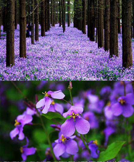 南京花季——这片紫色梦幻花海，不在普罗旺斯，而在南京理工大学，那些结伴成长的花朵，不是盛名的薰衣草，而是低调的二月兰。水杉下，盛开在，每个和风轻拂的春天里