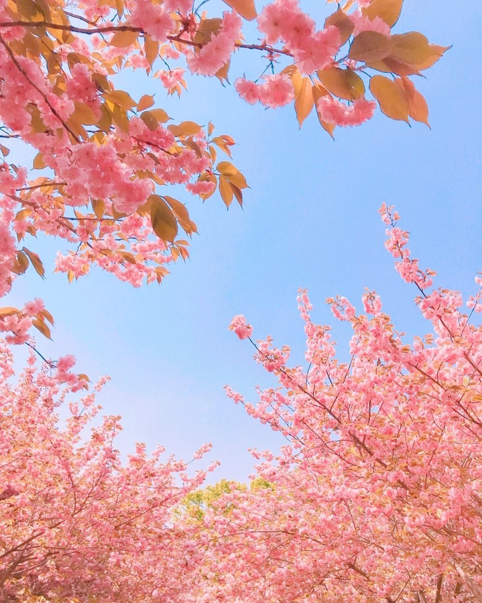 “我在春日里等你 樱花盛开 风和日丽” ​♡