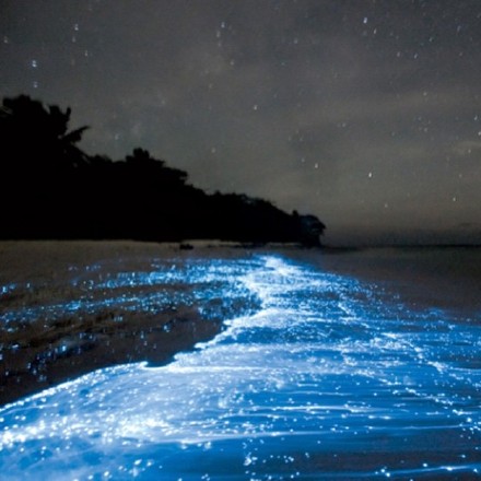 马尔代夫Vaadhoo岛有一片被称为“蓝眼泪”的blue sand