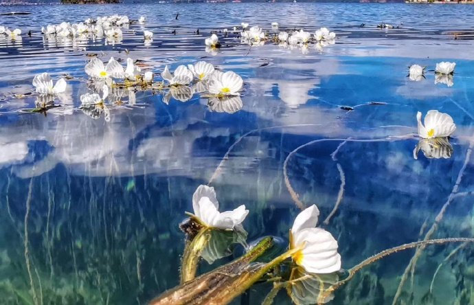 泸沽湖的海菜花