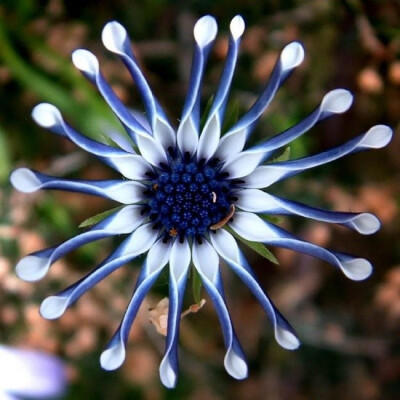 蓝眼菊 Osteospermum：菊科蓝眼菊属植物，学名来自希腊文的「骨头」及拉丁文「种子」约50个物种都是产于非洲，其中35个于南部非洲及阿拉伯，属半耐寒性的植物