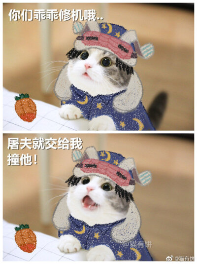 猫有饼