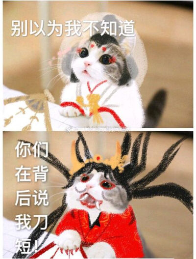 猫有饼