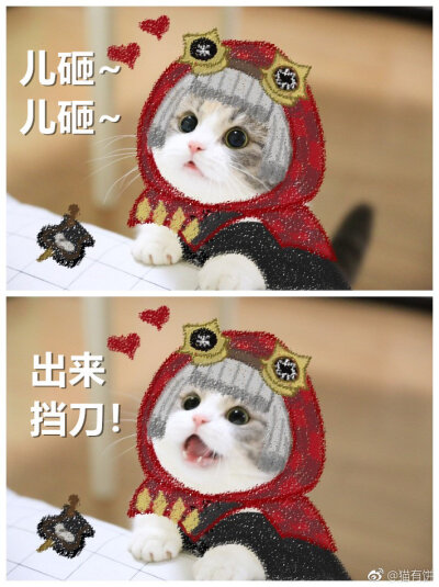 猫有饼