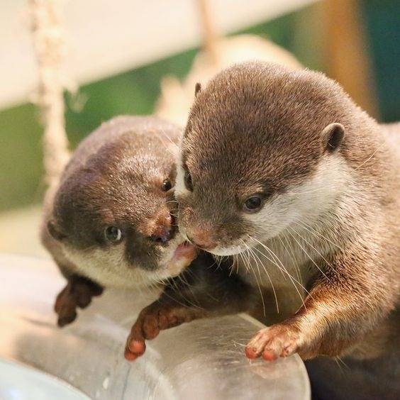 水獭，海獭